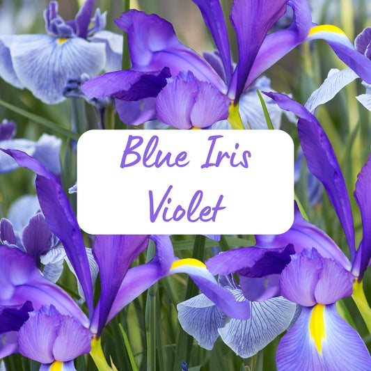 Blue Iris flowers with a label indicating 'Blue Iris Violet'.
