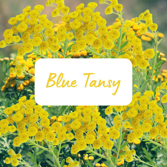 Yellow flowers with a label indicating 'Blue Tansy' on a blurred natural background