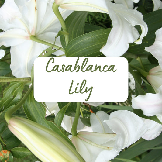 White Casablanca lilies with green leaves and a label in the center.