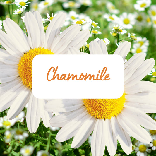 Chamomile - Soy Melt Snap Bar
