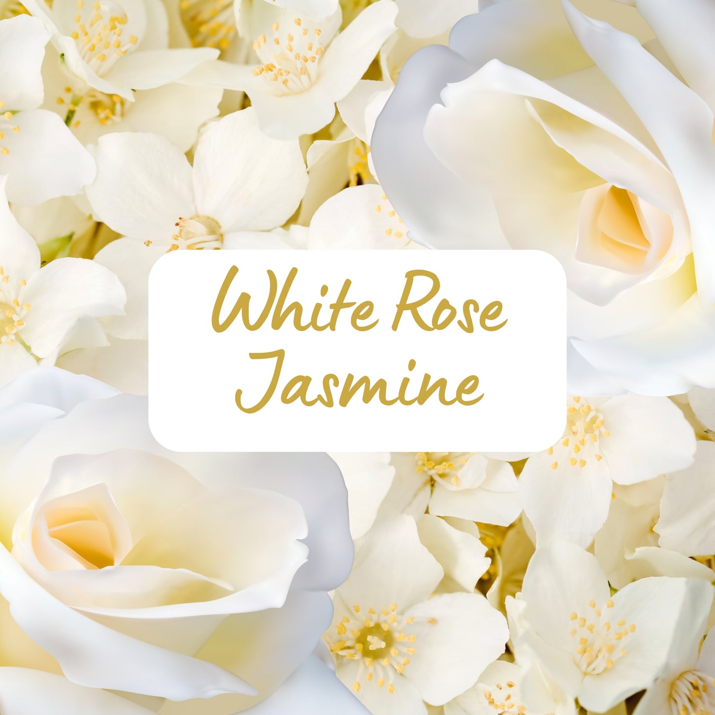 White Rose Jasmine - Soy Melt Snap Bar 45g