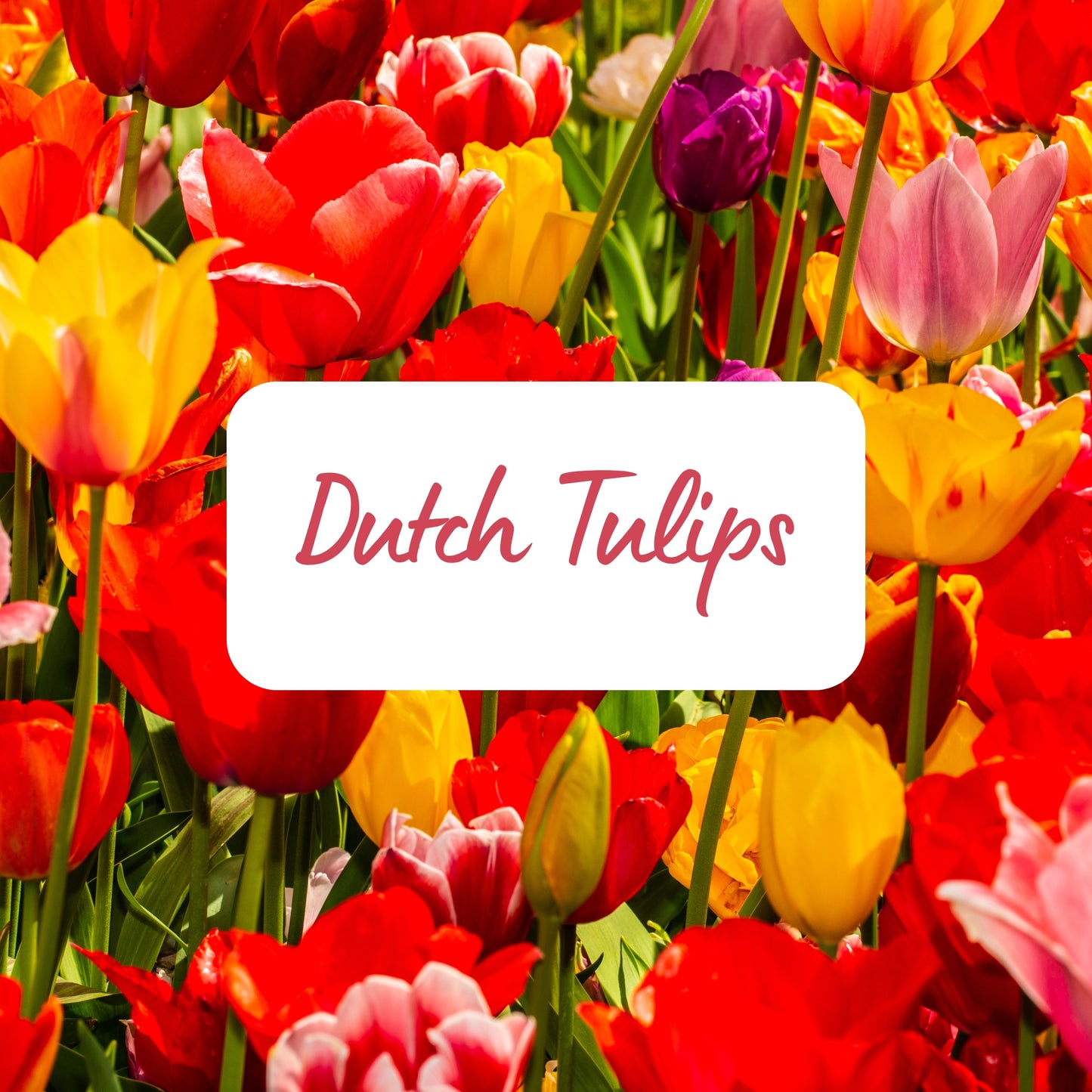 Dutch Tulips - Soy Melt Snap Bar 45g