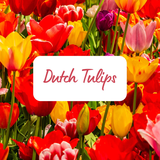 Dutch Tulips - Soy Melt Snap Bar 45g