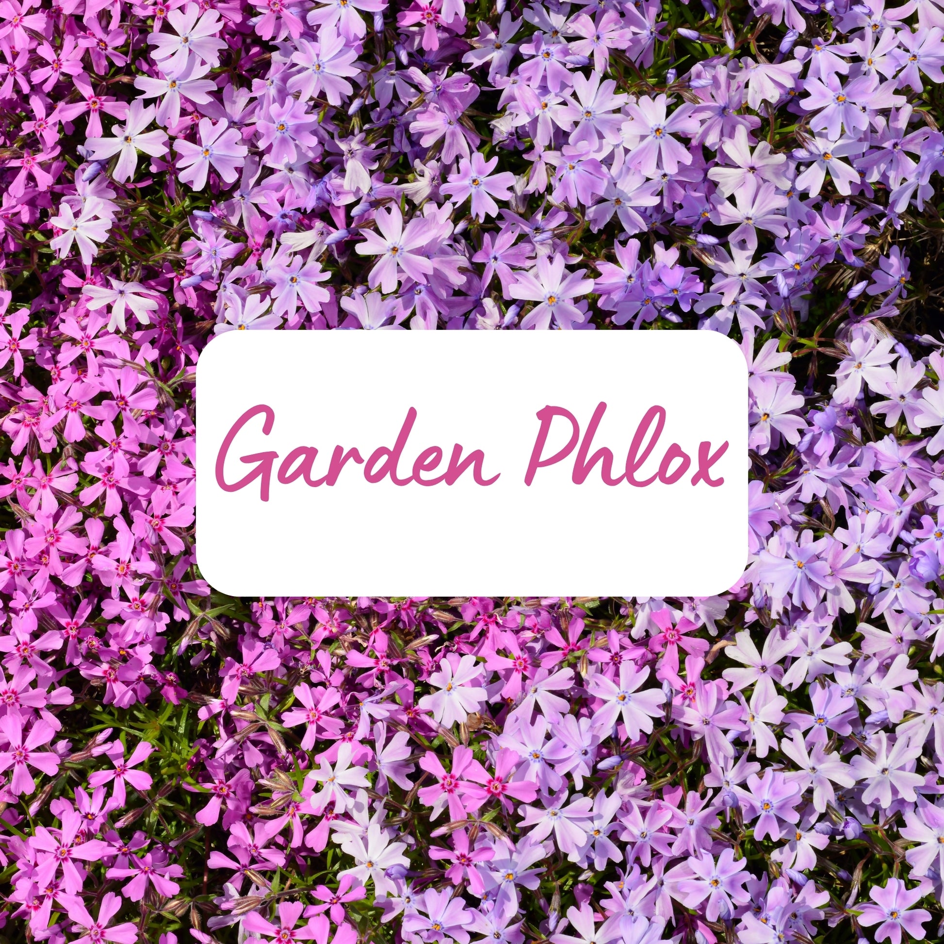 Pink and purple Garden Phlox flowers with a white label in the center.