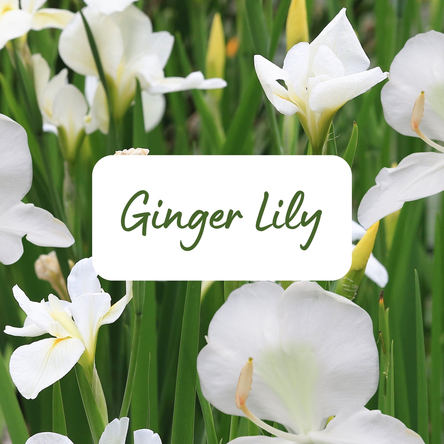 White ginger lilies with green leaves and a label in the center.