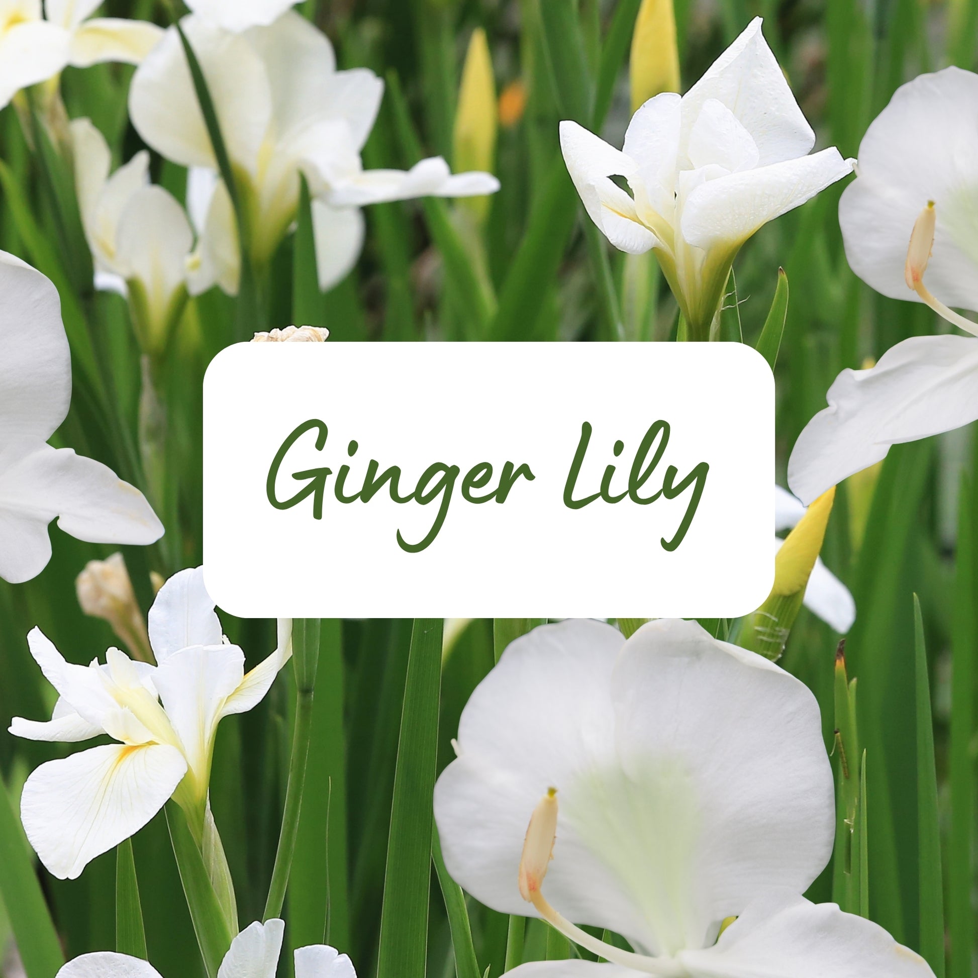 White ginger lilies with green leaves and a label in the center.
