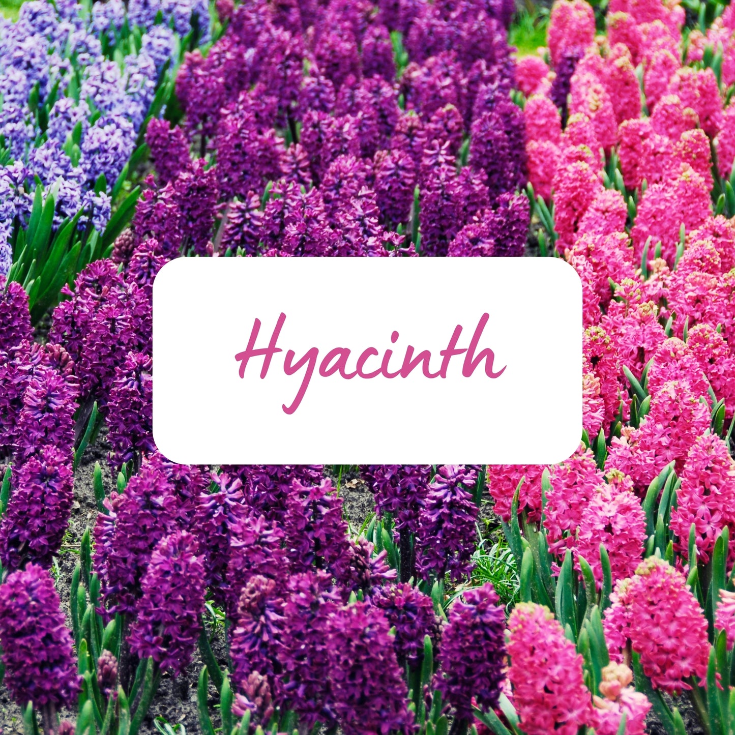 Field of purple and pink hyacinths with a label in the center.