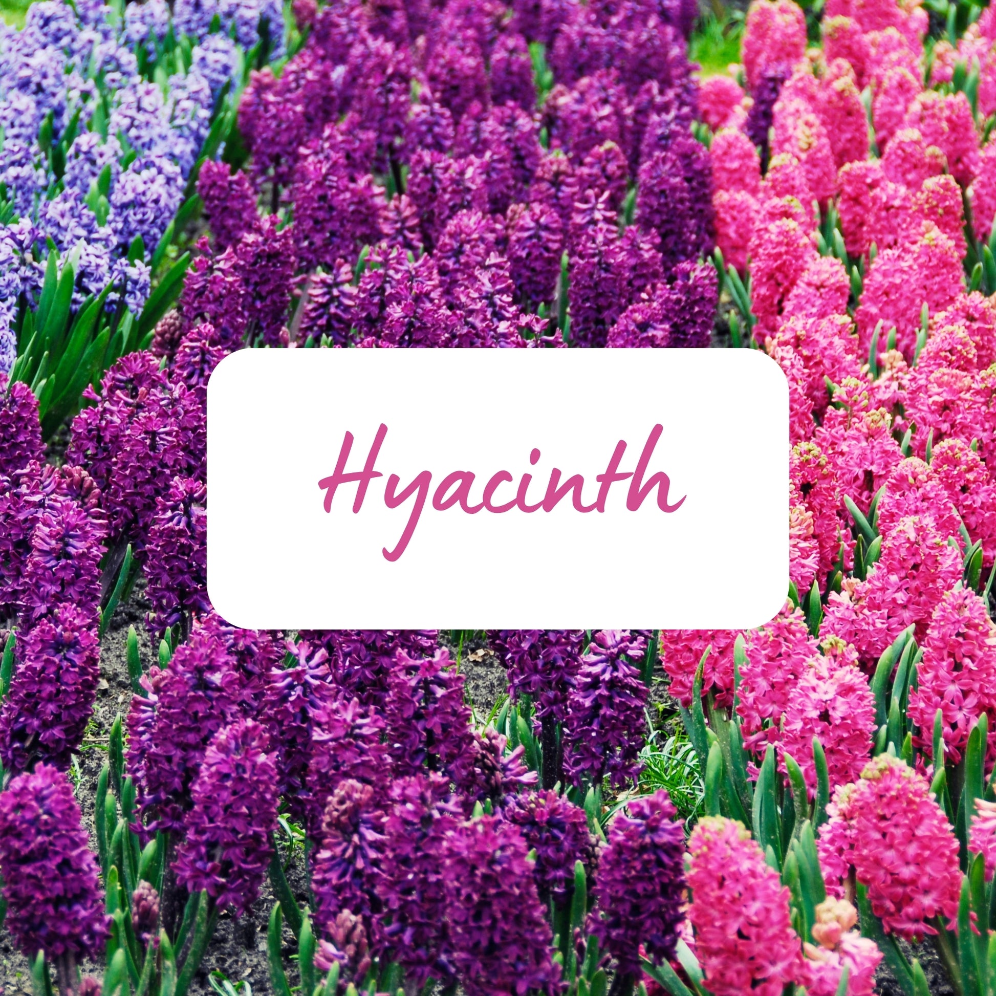 Field of purple and pink hyacinths with a label in the center.