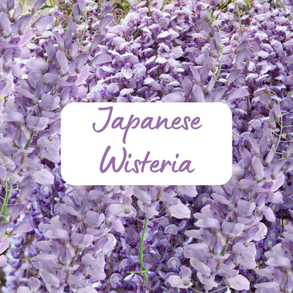 Close-up of Japanese Wisteria with a label indicating the plant type.