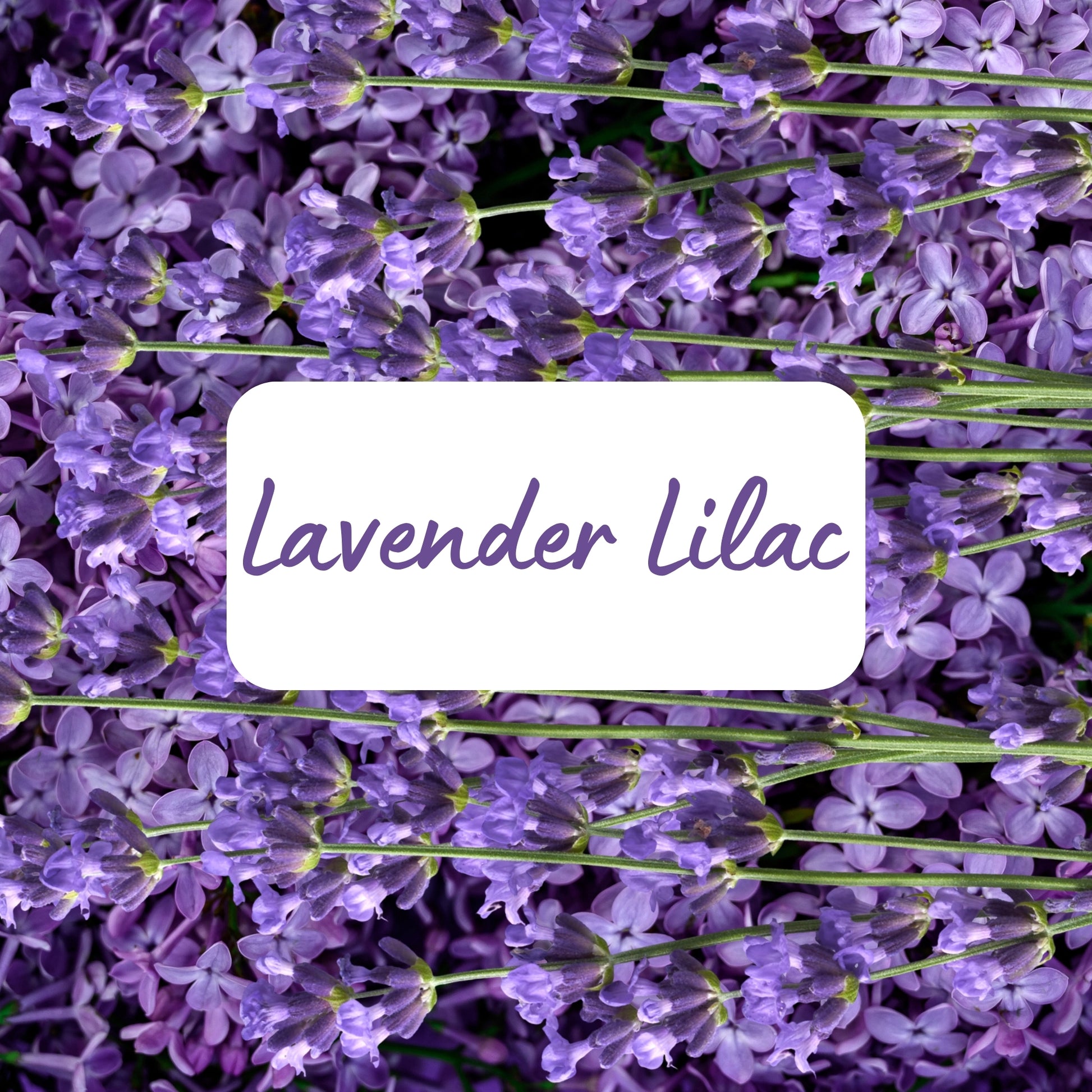 Close-up of lavender flowers with a label reading 'Lavender Lilac'.