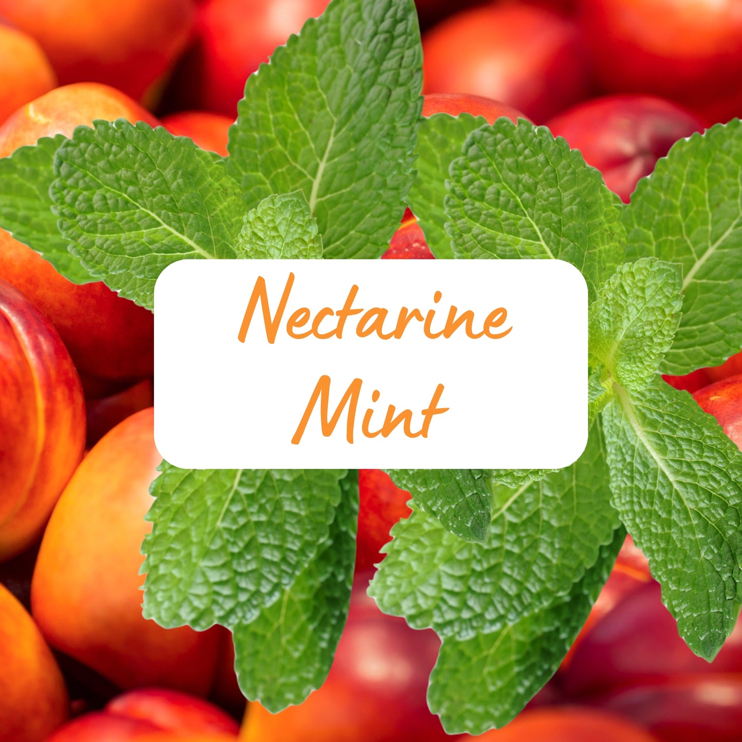 Nectarines with mint leaves and a label reading 'Nectarine Mint' on a blurred background of more nectarines.