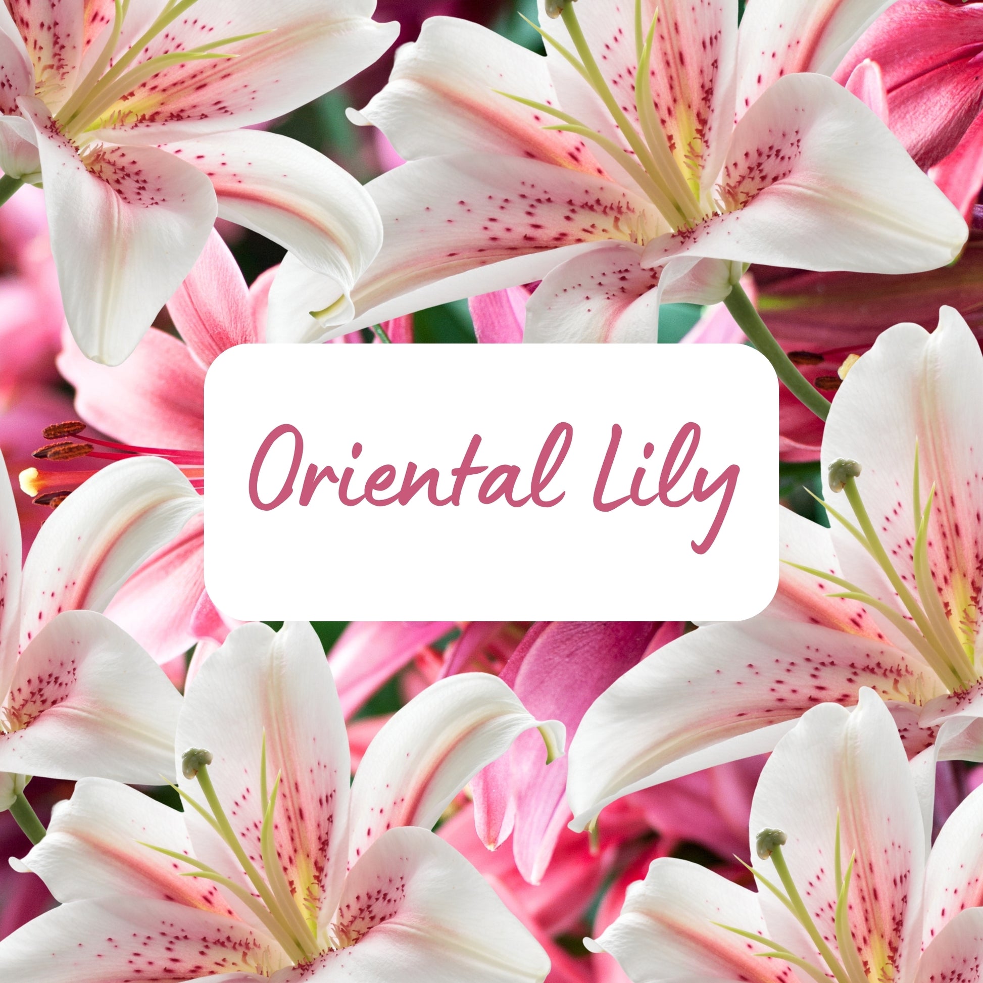 Close-up of pink and white Oriental Lily flowers with a label in the center.