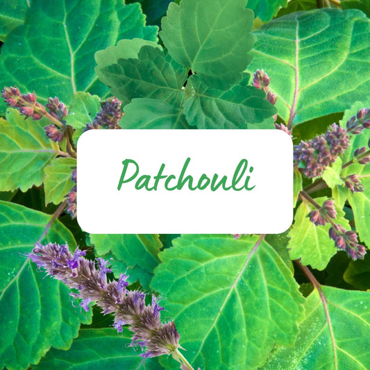 Patchouli leaves with purple flowers and a label indicating 'Patchouli' text.
