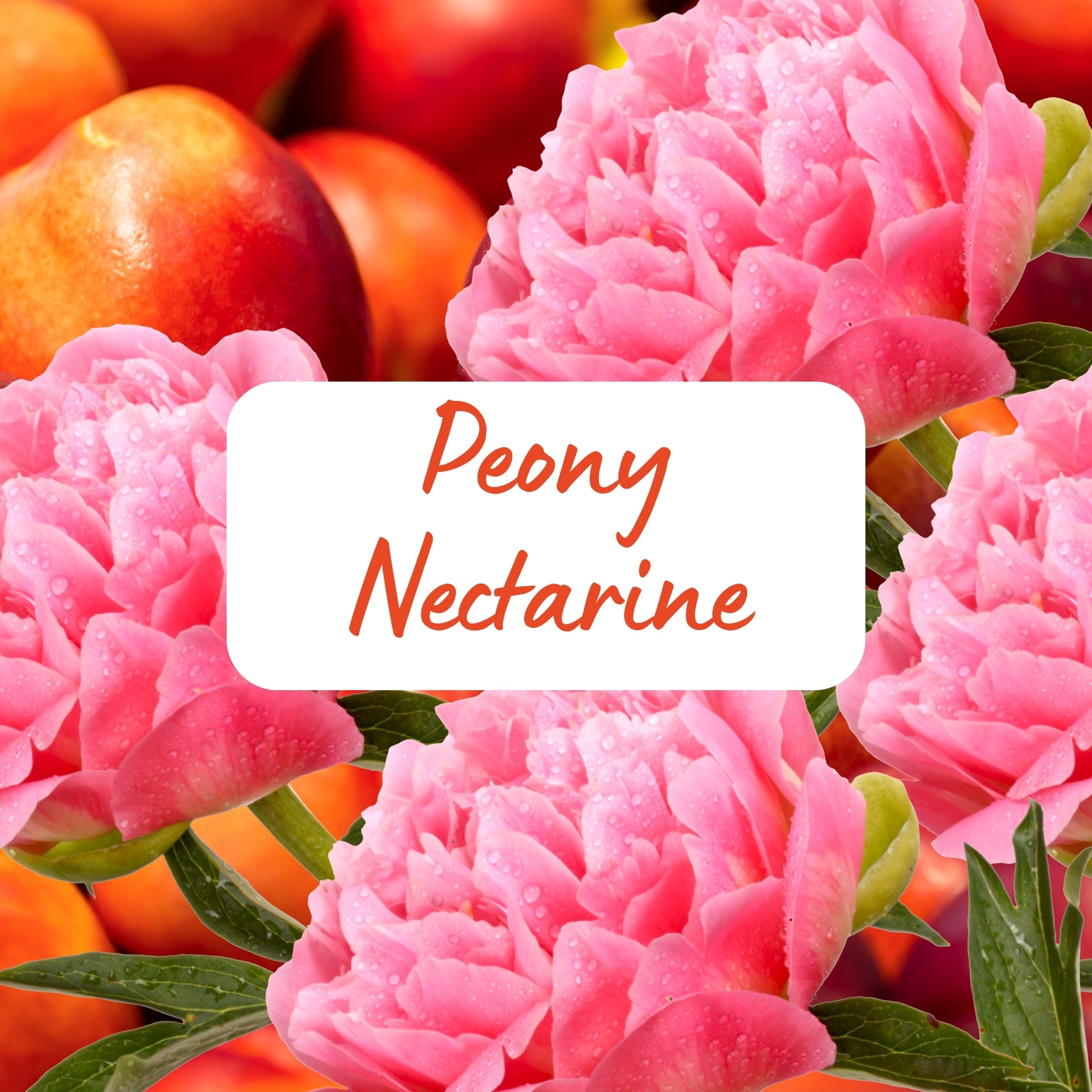 Pink peony flowers with nectarines and a label reading 'Peony Nectarine'.