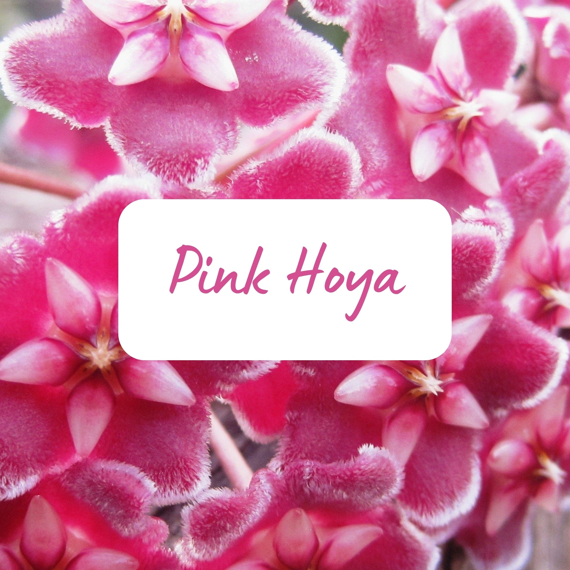 Close-up of pink Hoya flowers with a label in the center.