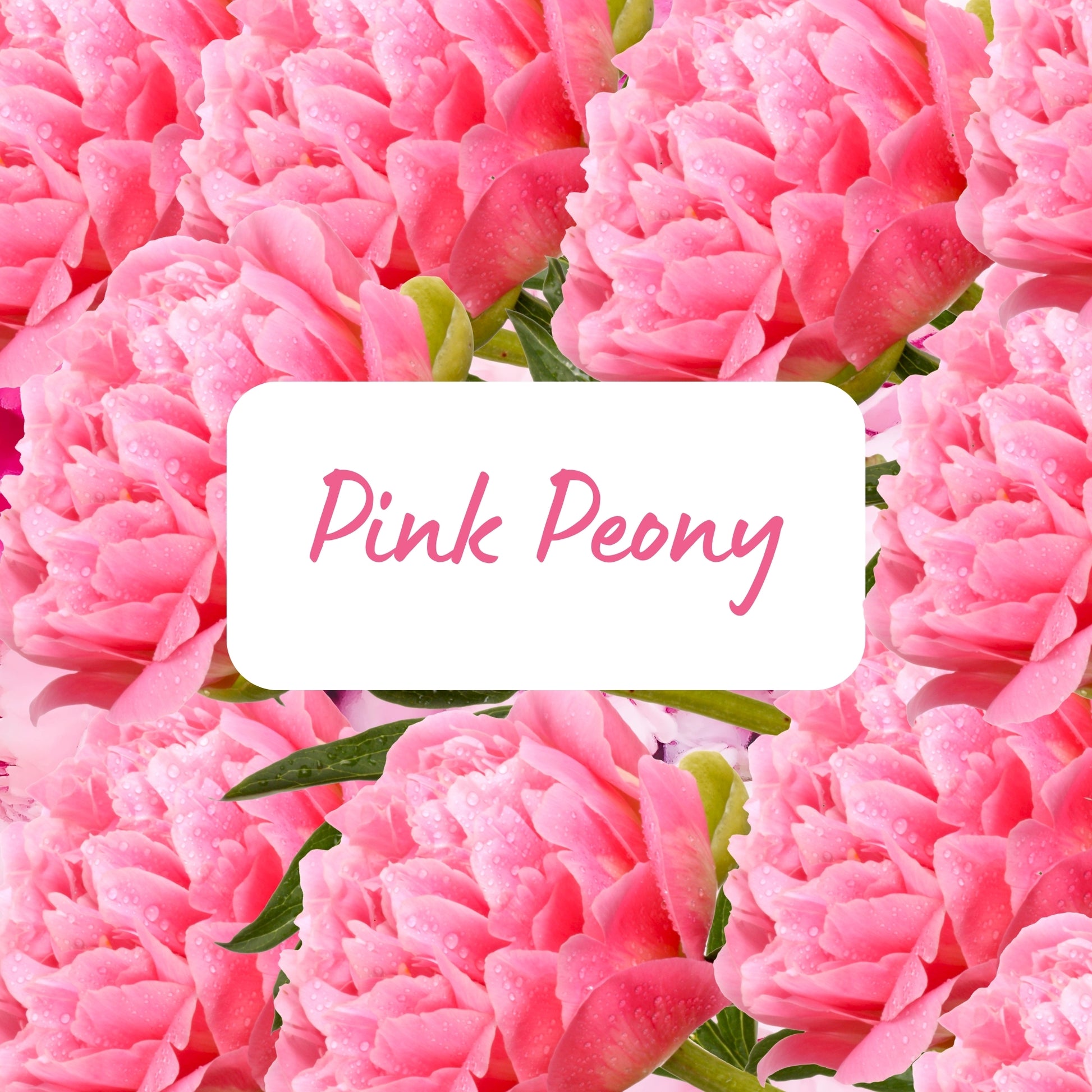Close-up of pink peony flowers with a label in the center.