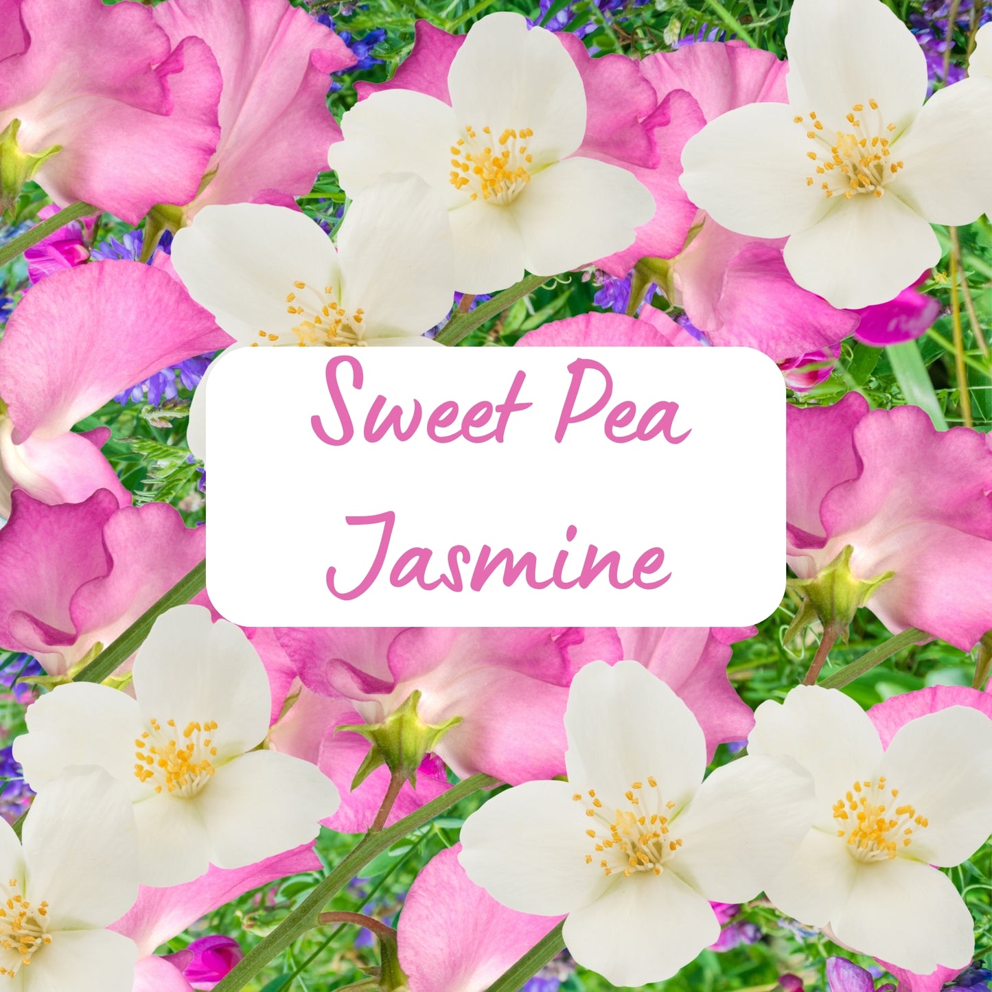White flowers with pink and purple flowers in the background, featuring the text 'Sweet Pea Jasmine'.