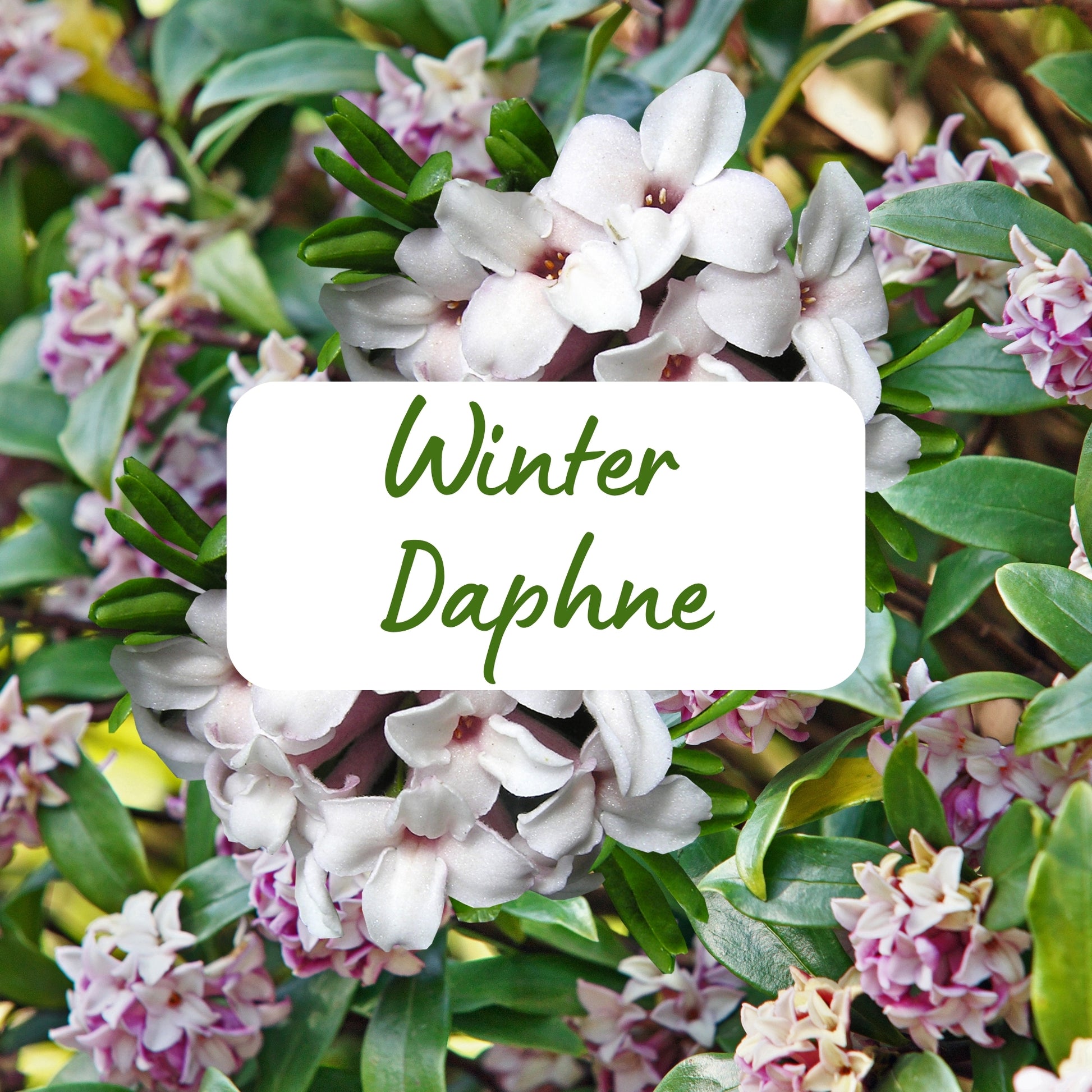 Winter Daphne flowers with green leaves and a label indicating the plant name.