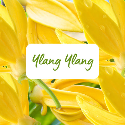 Close-up of yellow ylang ylang flowers with a label in the center.